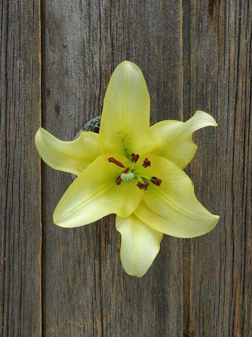 Wholesale Outback 23 Bloom Yellow Oriental Lilies Delivered Online